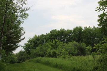 green forest in the morning
