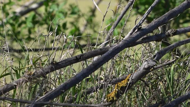 Common Whitethroat Curruca communis, is seen holding nesting material in its beak while preparing a nest in the wild. Slow motion, the bird displays its characteristic alertness and agility during bre