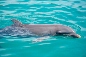 Tropical Wildlife Park with Animals 