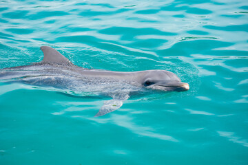 Obraz premium Tropical Wildlife Park with Animals 