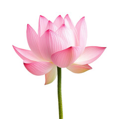 Beautiful pink lotus flower isolated on Transparent background showcasing natural elegance and delicate petals, pink lotus flower isolated on PNG background