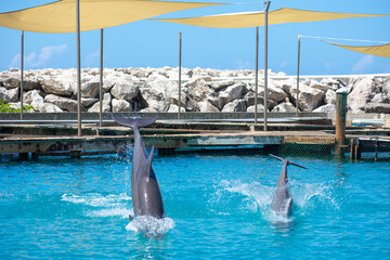 Tropical Wildlife Park with Animals 