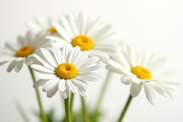 Fototapeta premium Close-up of several daisies, petals vibrant white, yellow centers, isolated on pure white background , flower, bright, pure white