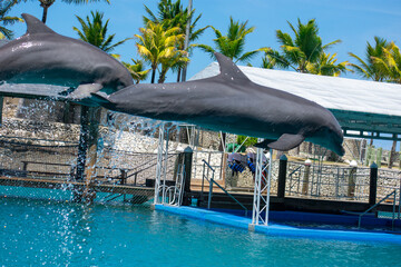 Tropical Wildlife Park with Animals 