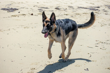 Tropical Wildlife Park with Animals