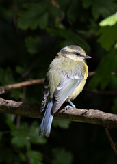 Blue Tit (Cyanistes caeruleus), common across Europe, spotted in Phoenix Park, Dublin.