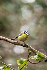 Blue Tit (Cyanistes caeruleus), common across Europe, spotted in Phoenix Park, Dublin.