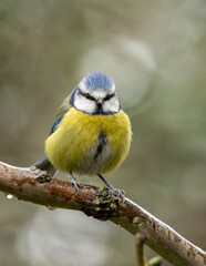 Obraz premium Blue Tit (Cyanistes caeruleus), common across Europe, spotted in Phoenix Park, Dublin.