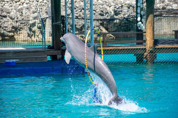Tropical Wildlife Park with Animals