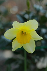 春の花壇に咲くキズイセン