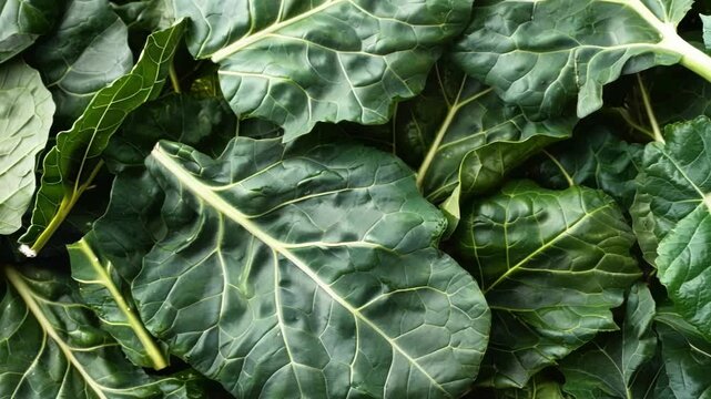 Vibrant collard leaves with essential vitamins for healthy diets, showcasing raw, vegan, and vegetarian appeal. Perfect for nutritious and colorful meals