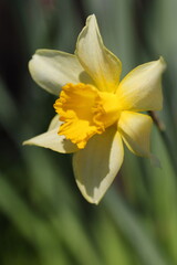 日の光に輝くキズイセン