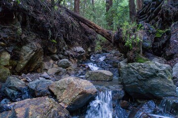 A scenic view of a small stream flowing through a redwood forest in Leona Heights Park, Oakland,...