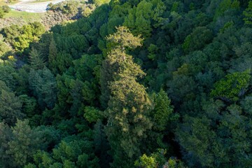 Aerial view of a dense redwood forest in Leona Heights Park, Oakland, California, USA. The image...