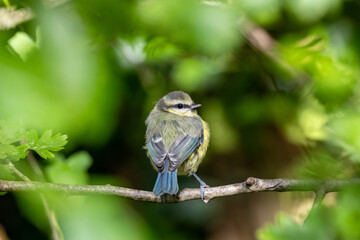 Blue Tit (Cyanistes caeruleus), common across Europe, spotted in Phoenix Park, Dublin.