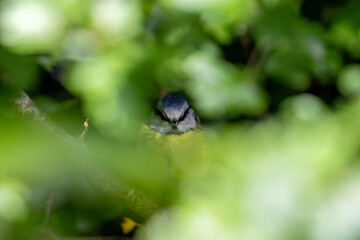 Blue Tit (Cyanistes caeruleus), common across Europe, spotted in Phoenix Park, Dublin.