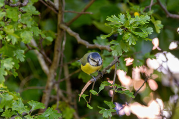 Blue Tit (Cyanistes caeruleus), common across Europe, spotted in Phoenix Park, Dublin.