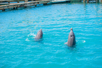 Tropical Wildlife Park with Animals