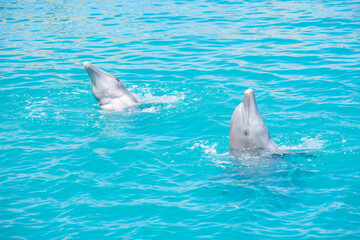 Tropical Wildlife Park with Animals