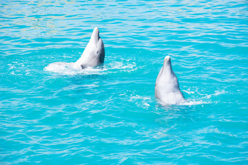 Tropical Wildlife Park with Animals