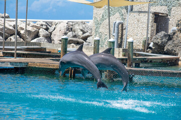 Dolphin Swimming in Clear Blue Water