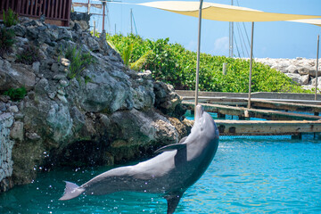 Dolphin Swimming in Clear Blue Water