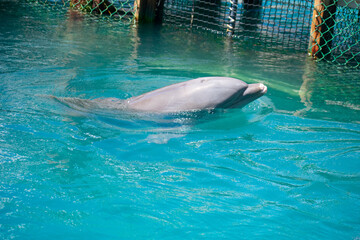 Dolphin Swimming in Clear Blue Water