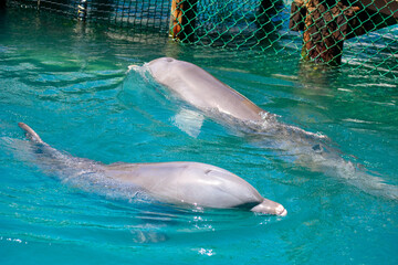Dolphin Swimming in Clear Blue Water