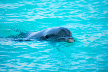 Dolphin Swimming in Clear Blue Water