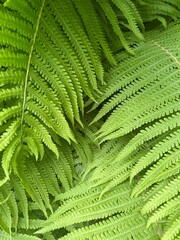 green fern leaves background. nature texture