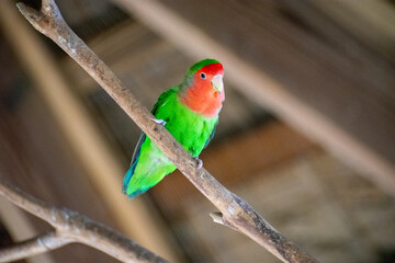Tropical Wildlife Park with Animals