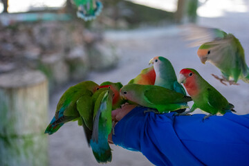 Tropical Wildlife Park with Animals