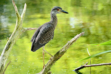 black crowned night heron
