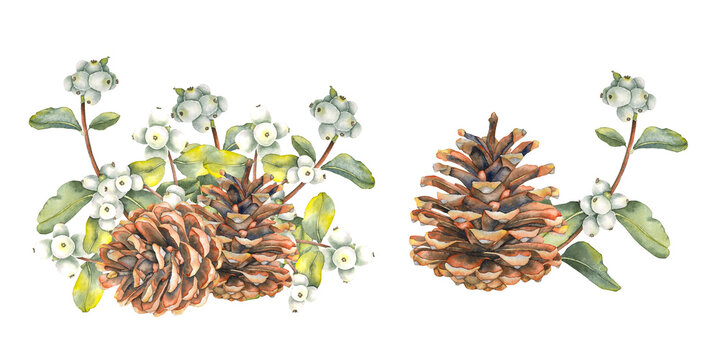 Watercolor illustration of brown pine cone and snowberry branch with green leaves set painted in a realistic style. Ideal for Christmas and winter holiday designs gift packaging cards and home decor