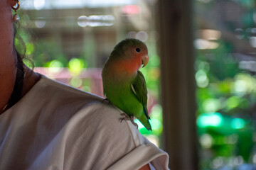 Tropical Wildlife Park with Animals