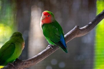 Tropical Wildlife Park with Animals