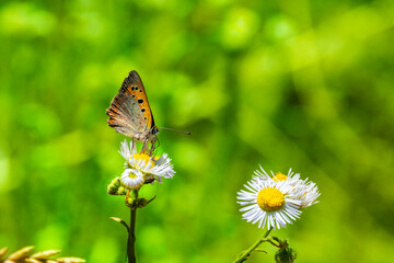 Close-up of a vibrant butterfly on daisy flowers with green bokeh background. Ideal for nature-themed prints, summer graphics, blogs, and educational materials.