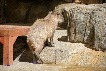 Obraz premium Tropical Wildlife Park with Animals