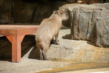 Tropical Wildlife Park with Animals