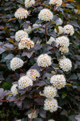 Ninebark Diabolo flowers blooming in abundance in a garden in early summer.