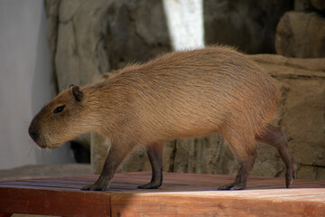 Tropical Wildlife Park with Animals