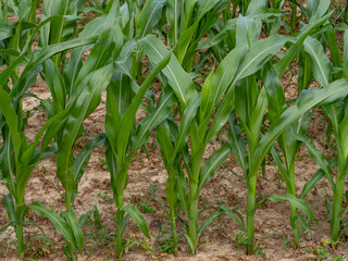 Close-up of young corn plants growing in rows on cultivated soil. Early stage of maize development in an agricultural field, showing healthy green leaves and structured planting