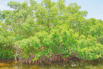 St. Petersburg, Forida, USA 06 29 2025: The landscape of Weedon Island Preserve Cultural and Natural History Center
