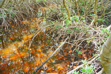 St. Petersburg, Forida, USA 06 29 2025: The landscape of Weedon Island Preserve Cultural and Natural History Center