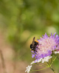 bee on a flower