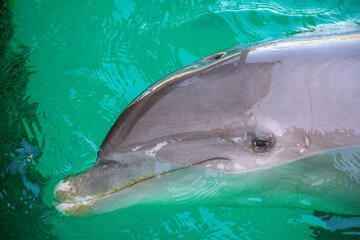 Dolphin Swimming in Clear Blue Water
