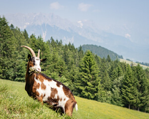 cows in the mountains