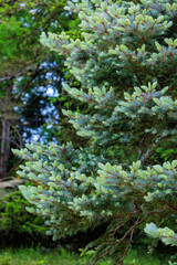 Norway spruce with beautiful thin young leaves in spring.