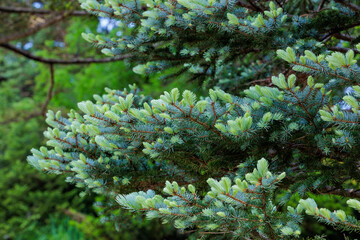 Norway spruce with beautiful thin young leaves in spring.