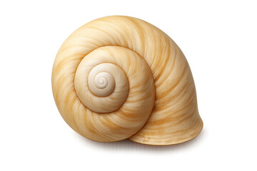 Close-up of an empty, polished snail shell with a beautiful spiral pattern, isolated on a transparent background